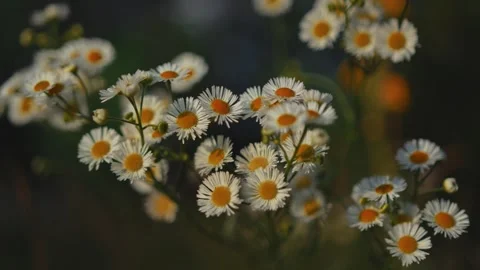 Tender daisies spring background in the evening sun. Blooming daisies chamomile Stock Footage 278217978