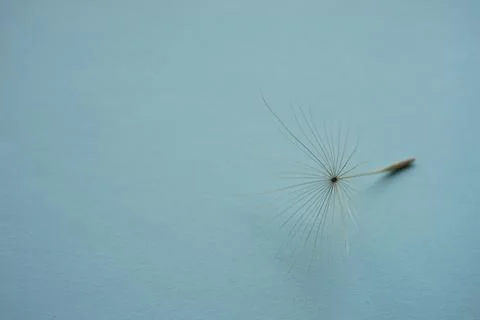 Tender dandelion flower seed on blue table Photos