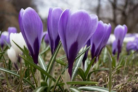 Tender delicate pastel spring crocus flowers close up Stock Photos