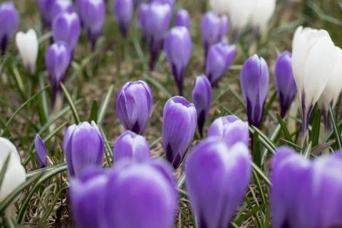 Tender delicate pastel spring crocus flowers close up Stock Photos