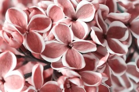 Tender delicate two colored white and red lilac flowers and buds close up Stock Photos
