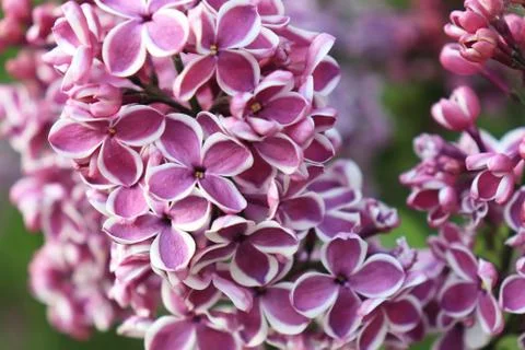 Tender delicate two colored white and violet lilac flowers branch close up Stock Photos