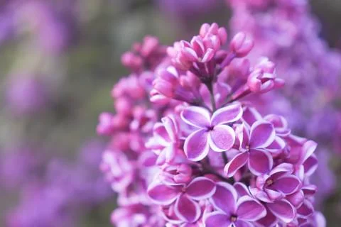 Tender delicate two colored white and violet lilac flowers branch close up Stock Photos