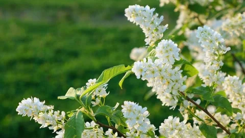 Tender delicate white lilac flowers are swaying in the wind Stock Footage 310352065