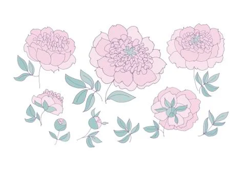 Tender elegant floral elements set for web and print. peony sketch vector ill 스톡 일러스트