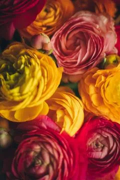 Tender flower background, soft focus on colourful buds of flowers in yellow and Stock Photos