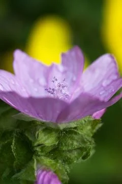 Tender flower Stock Photos