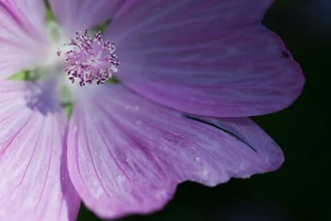 Tender flower Foto stock