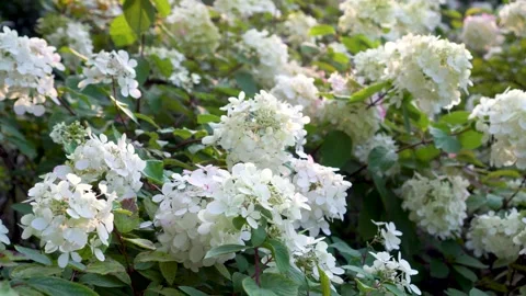 Tender flowers of hydrangea arborescens, backlit by low evening sun in summer. Stockbeeldmateriaal 279604533