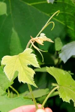 Tender grape leaves. Stock Photos