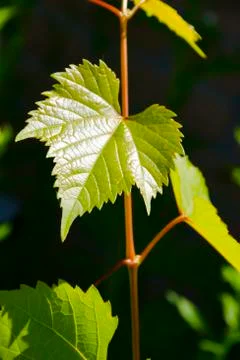 Tender grape leaves. Stock Photos