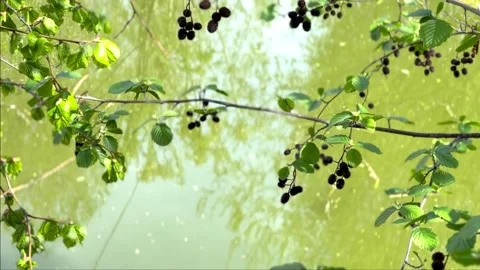 Tender green leaves of a tree with cones. alder. Stock Footage 240504346