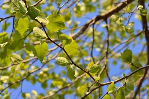 Tender green Stock Photos