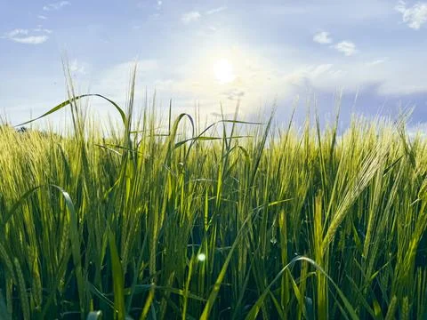 Tender green Stock Photos