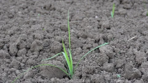 Tender Green Sprout Emerging Stock-Footage 328528555