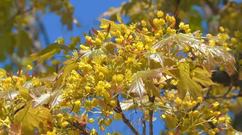 Tender greens of spring Stock Footage 31759024