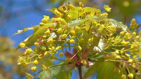 Tender greens of spring Stock Footage 31759575