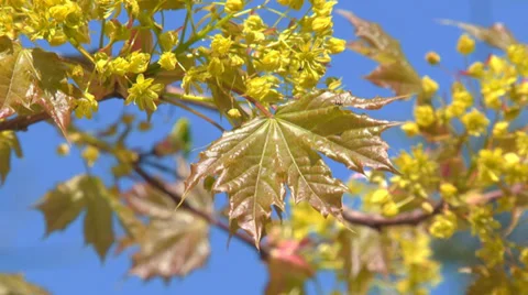 Tender greens of spring Stock Footage 31759884