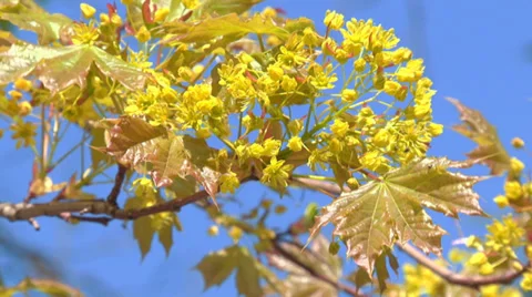 Tender greens of spring Stock Footage 31761841