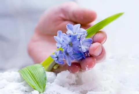 Tender hyacinth 写真素材