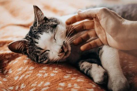 A tender interaction between a person and their beloved feline Stock-Fotos
