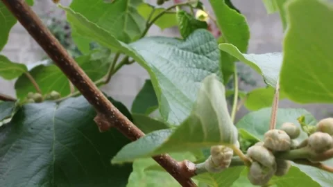 Tender kiwis in a kiwi tree Stock Footage 250406069
