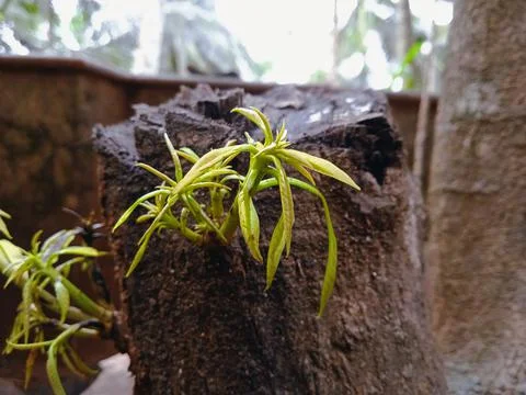 Tender leaf of a mango tree Stock Photos