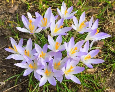 Tender light lilac crocus spring flowers Stock Photos