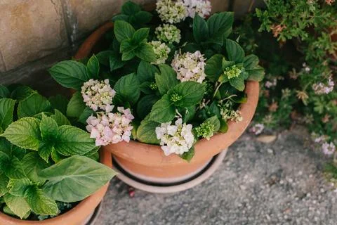 Tender light pink Hydrangea flowers in a pot in a garden. Stock Photos