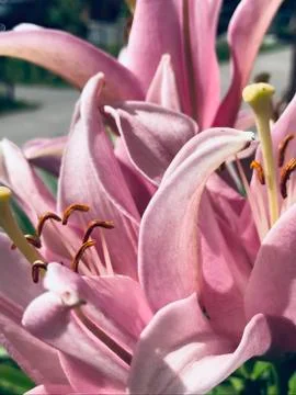 Tender lily Stock Photos