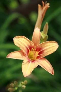 Tender lily in sunlight Stock Photos