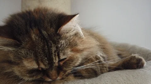 Tender long haired cat in relax on the scratching post 動画素材 127295965
