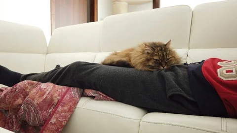 Tender long haired cat sleeping and cuddling on the owner, siberian breed Stock Footage 127705128