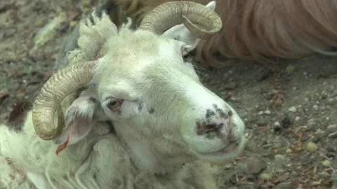 The tender look of a sheep Stock Footage 140915308