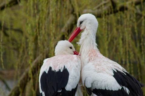 Tender Moment Between Two Storks Stock Photos