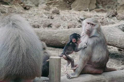 In a tender moment at the Cali Zoo, a tiny, dark-furred baby baboon climbs on Stock Photos