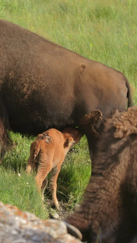 A tender moment captured as a bison calf is nursing from its mother in a Vidéo 315616162