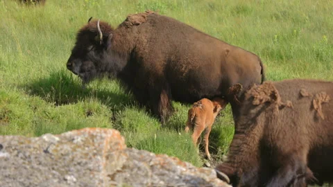 A tender moment captured as a bison calf is nursing from its mother in a Vídeo Stock 315617396
