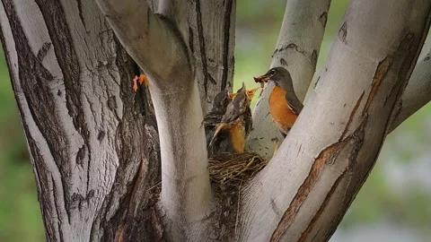 A Tender Moment in the Robin’s Nest Stock Footage 342117384