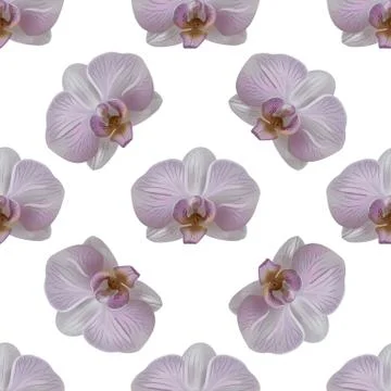 Tender orchid flower seamless pattern. Orchid blooms isolated on white backgr Stock Illustration