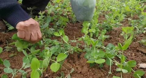 The tender pea shoots are ready to eat Stock Footage 220642833