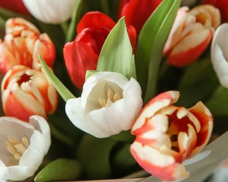 Tender Petals: Tulips Captured in Camera Lens for International Women's Day Stock Photos