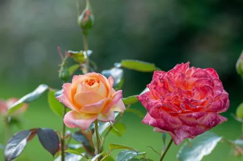 Tender Pink and red and colorful Rose flowers blooming in the sun on green Stock Photos