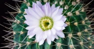 Tender Pink Cactus Flower Blooming In Time Lapse On A Black Background Stock Footage