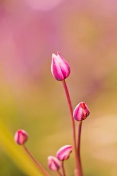 Tender Pink Flower Buds in the Spring Stock Photos