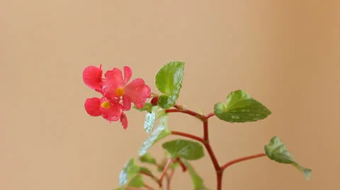Tender pink flower Stock Footage 22629358