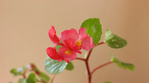 Tender pink flower Video stock 22629554