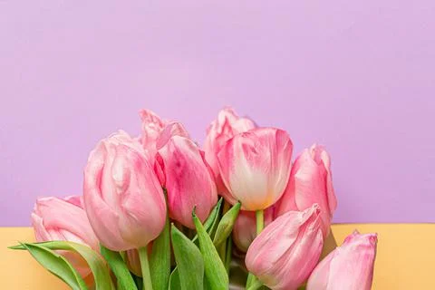 Tender pink tulips on pastel violet and yellow background. Concept of interna Stock Photos