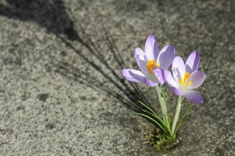 Tender plant breaking through the layer of asphalt Stock Photos