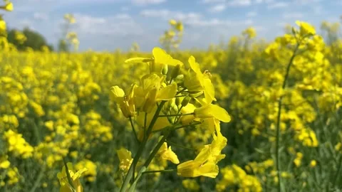 Tender rape flower with twigs grows on yellow meadow macro Stock Footage 136400450
